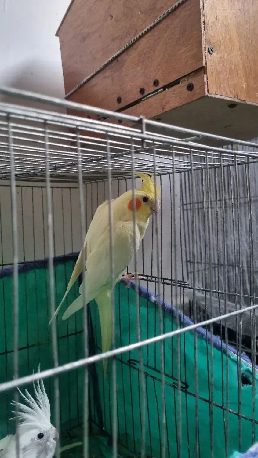 عروس هلندی|پرنده|لاهیجان, کوی زمانی|دیوار