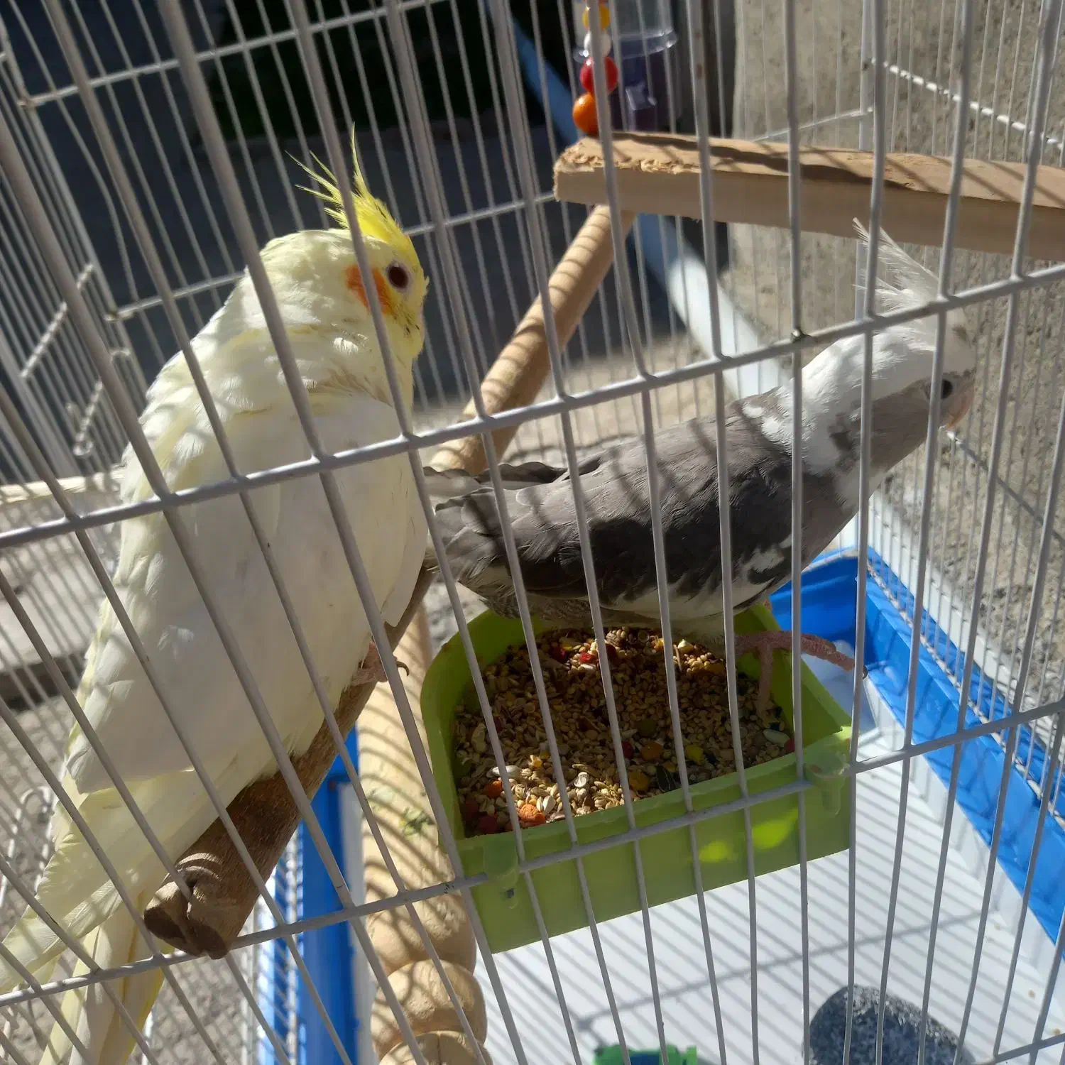 فروش عروس هلندی|پرنده|اصلاندوز, |دیوار