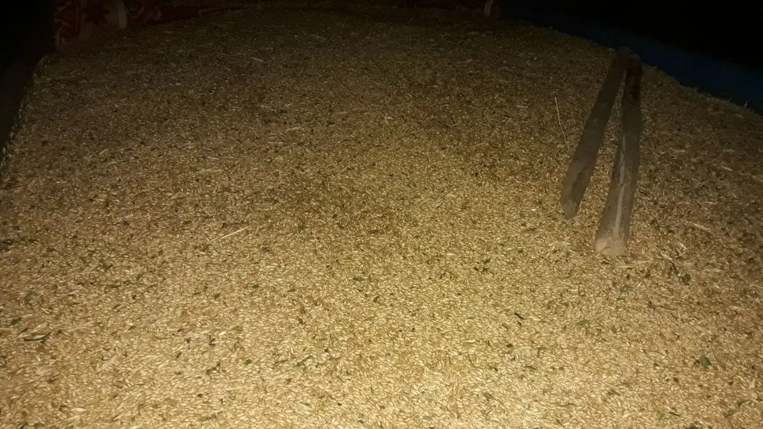 بذر گندم آبی رقم پیشگام|عمدهفروشی|قیدار, |دیوار