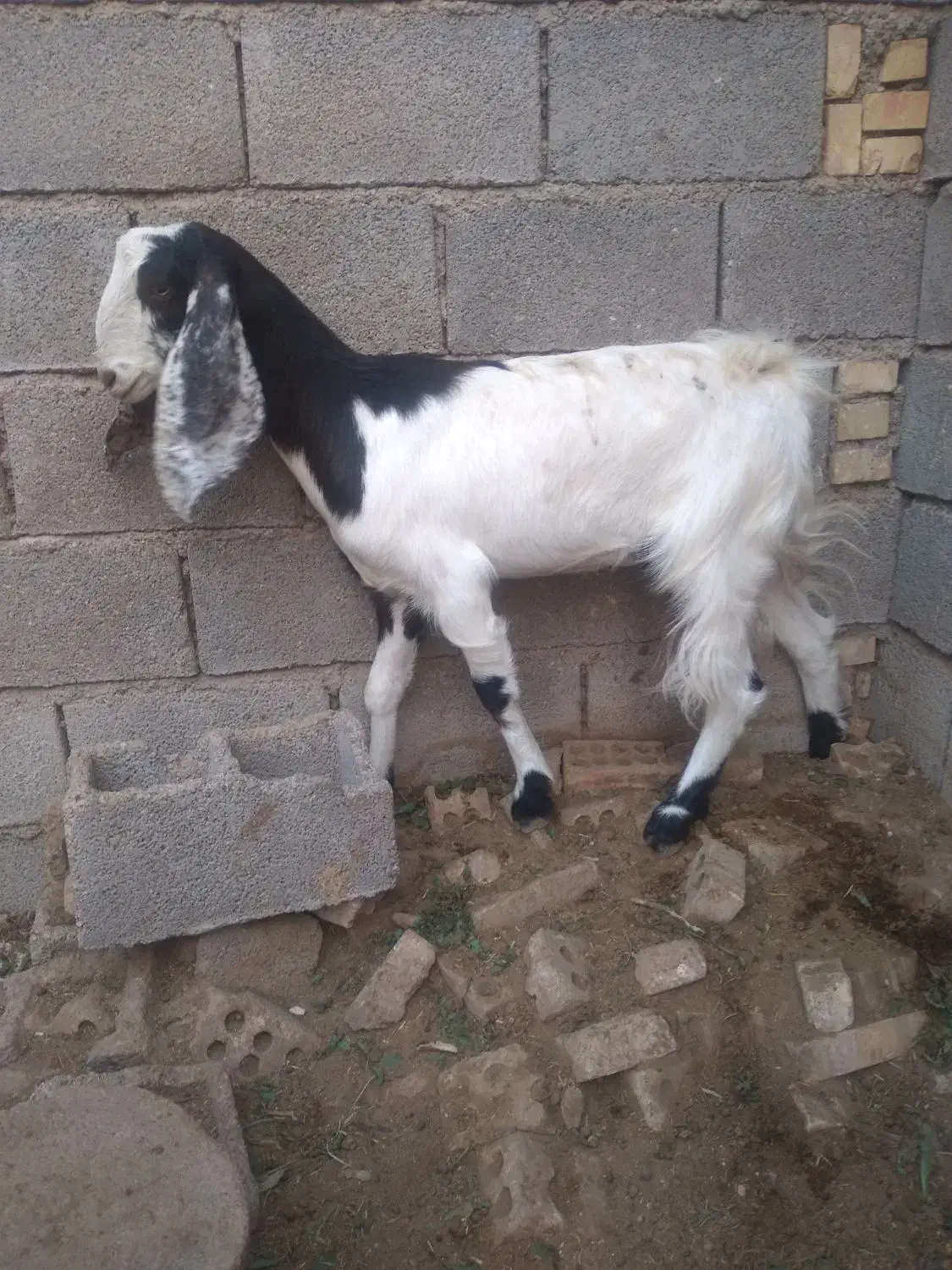 توبچی|حیوانات مزرعه|شادگان, |دیوار