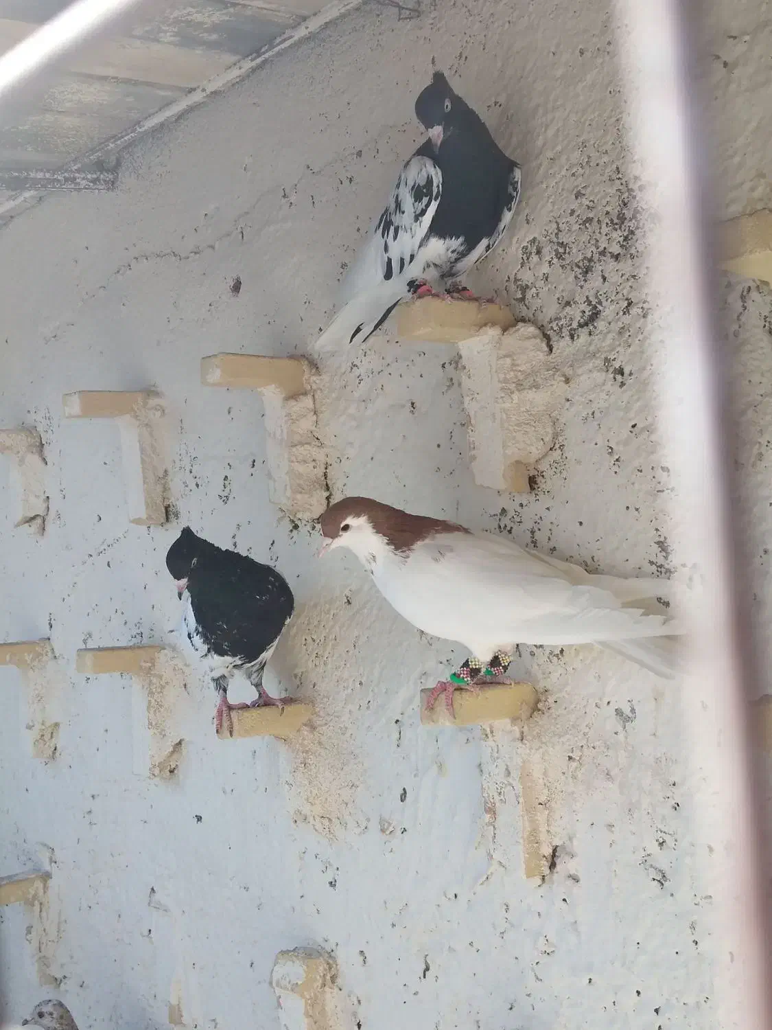 عشق بازای عزیزم رنگه بازها|پرنده|مشهد, کشف|دیوار