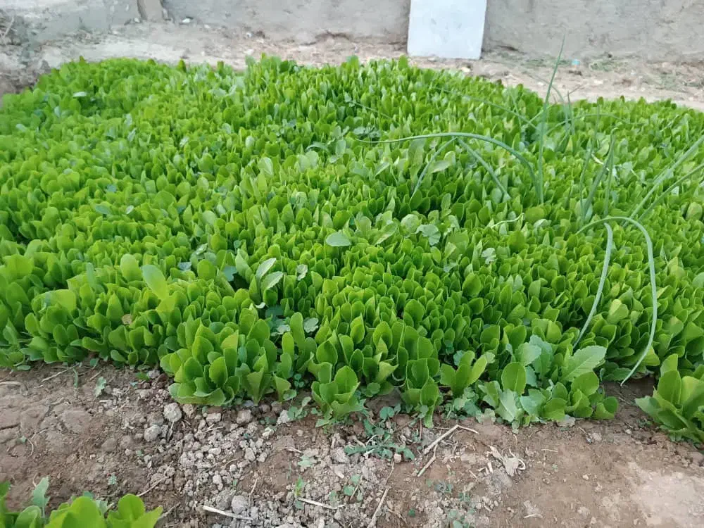 نشا کاهو|گل و گیاه طبیعی|دهدشت, |دیوار