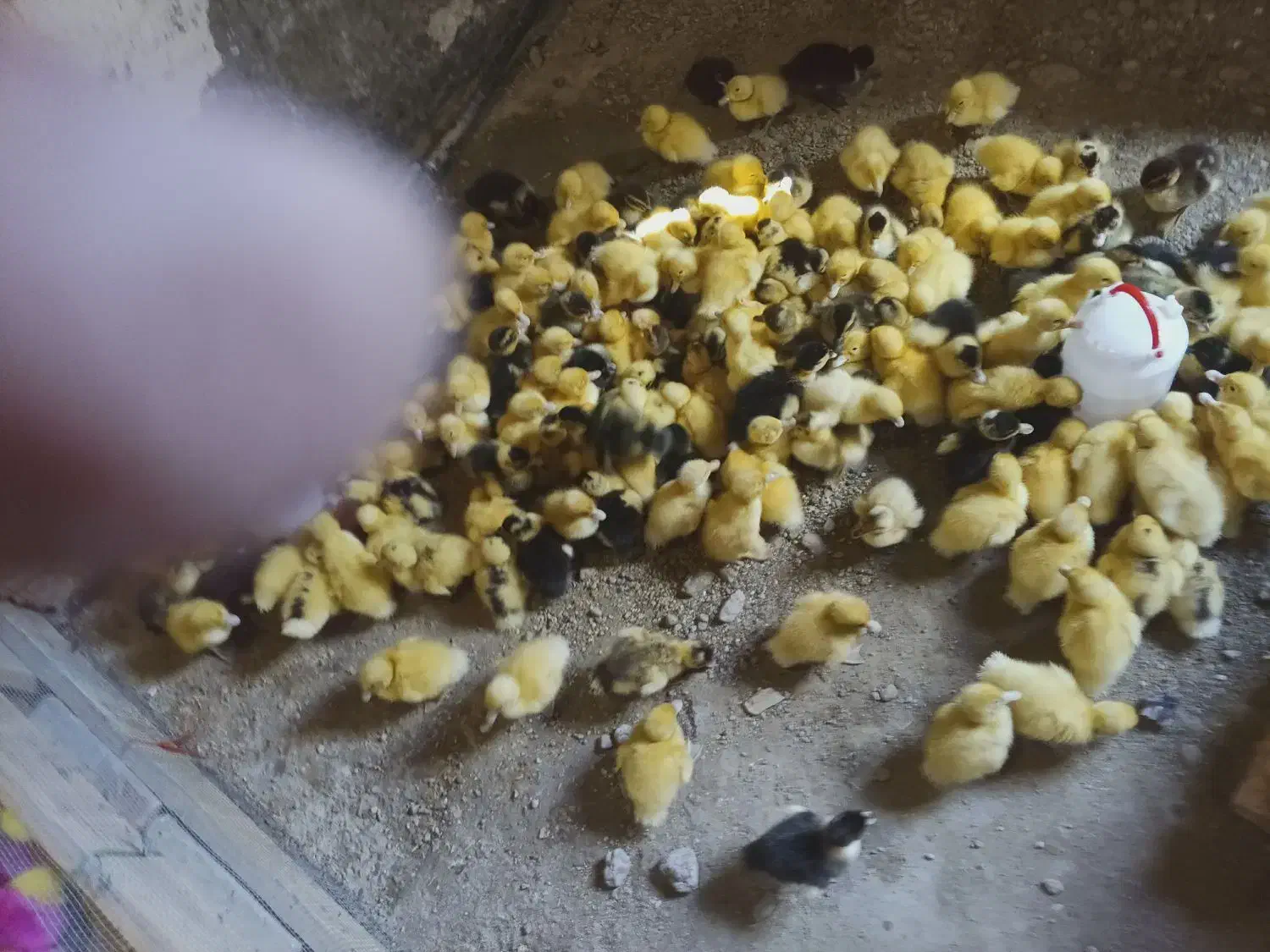 جوجه رنگی عمده ای|حیوانات مزرعه|ایرانشهر, |دیوار