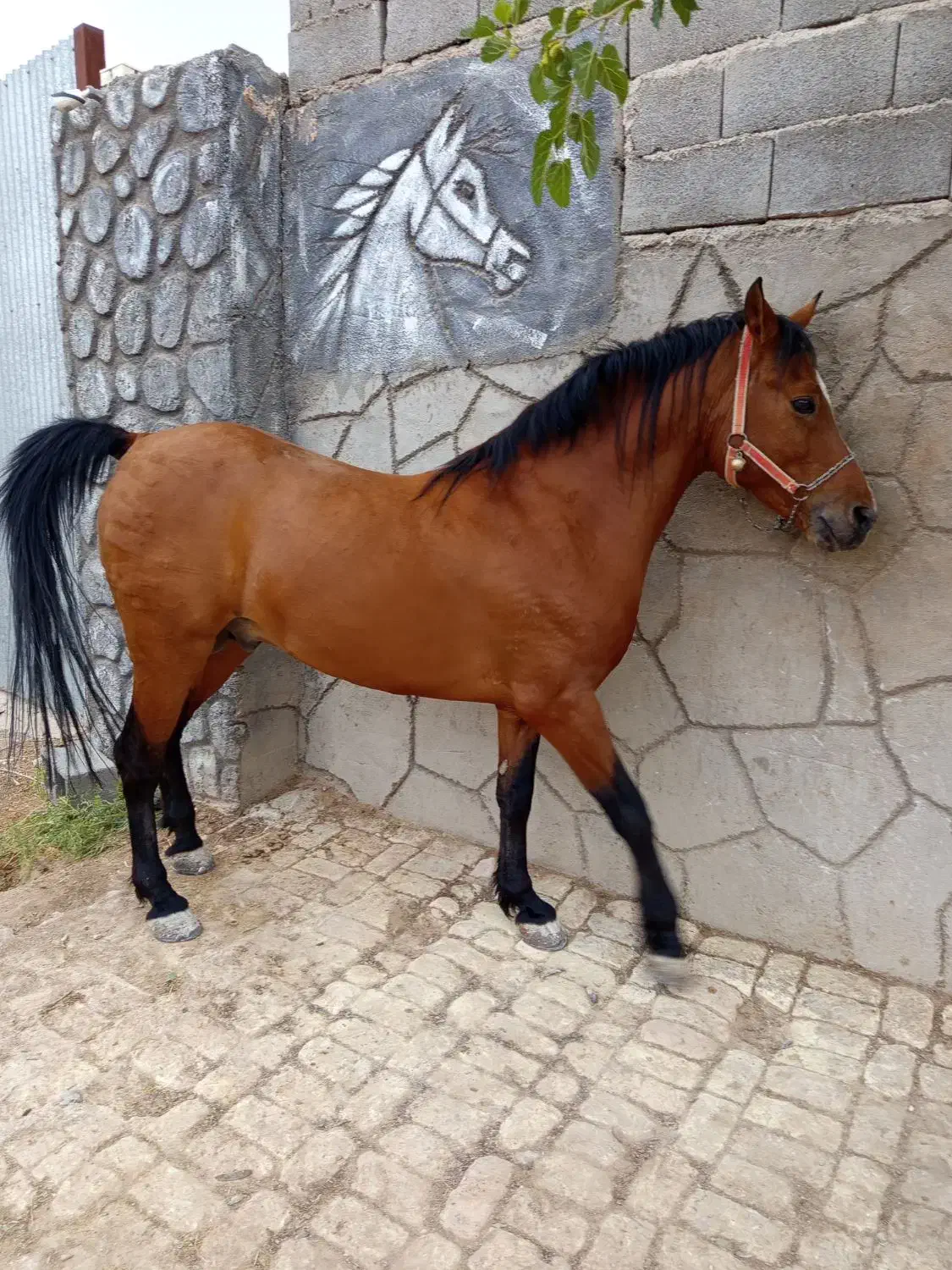 نریون درشور|اسب و تجهیزات اسبسواری|مهریز, |دیوار