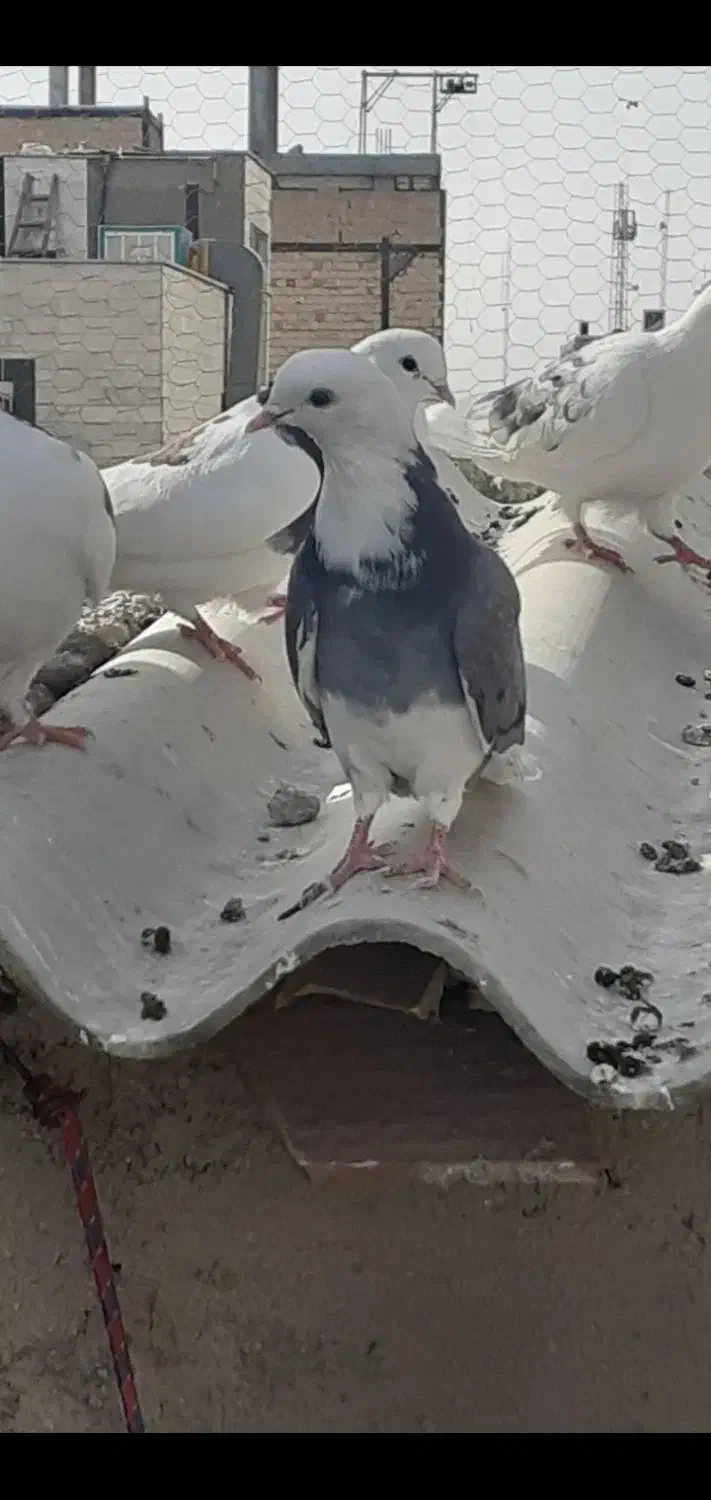 کبوتر|پرنده|شهریار, شهرک امیریه|دیوار