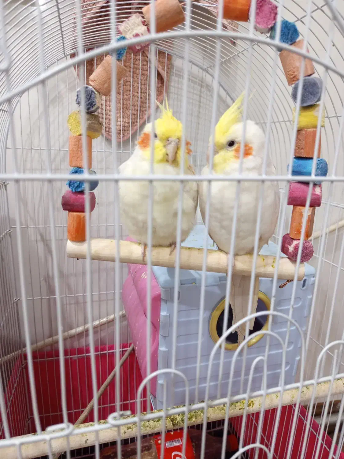 دو عدد عروس هلندی چیکو میشا|پرنده|مشگین شهر, |دیوار