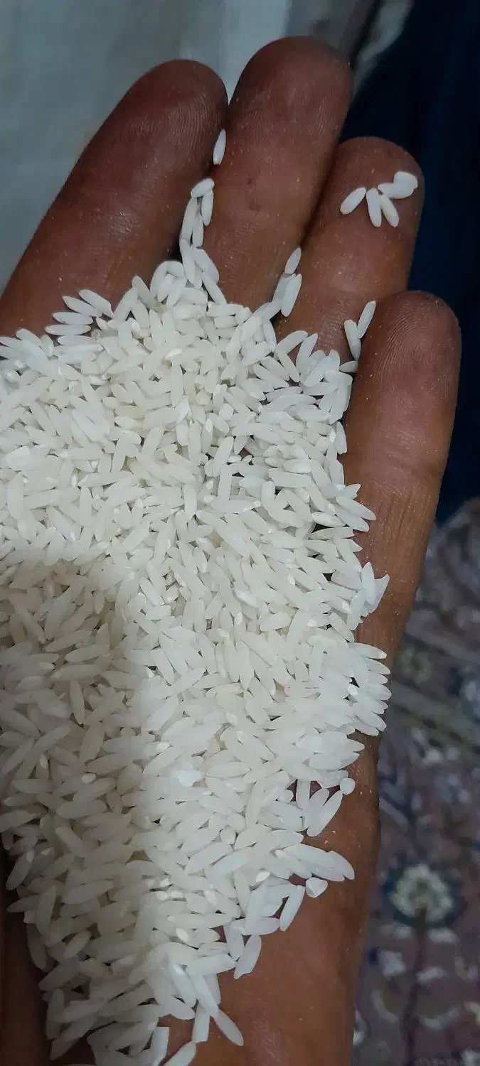 برنج علی کاظمی چغلوندی کاسیان|خوردنی و آشامیدنی|بیرانوند, |دیوار