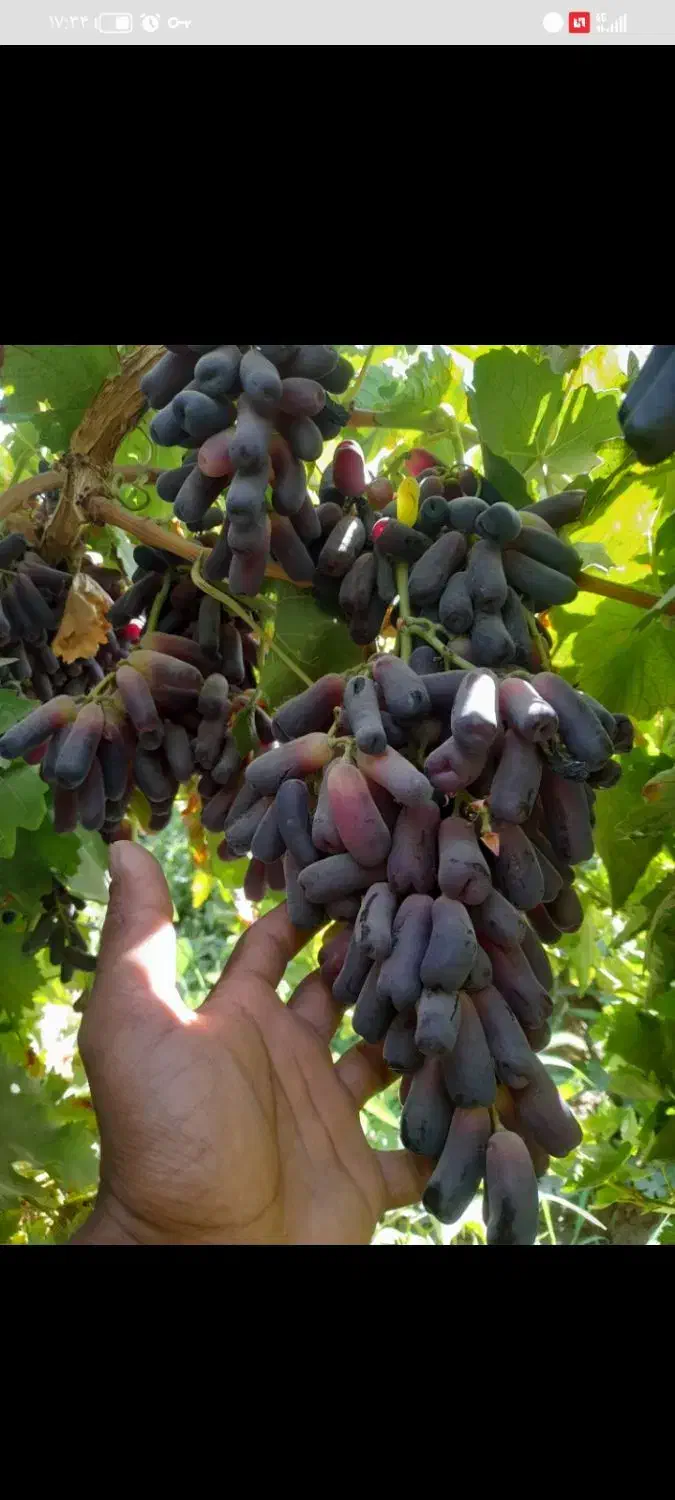 نهال و قلمه ی ارقام ایرانی و خارجی انگور|خدمات باغبانی و درختکاری|طاغنکوه, |دیوار