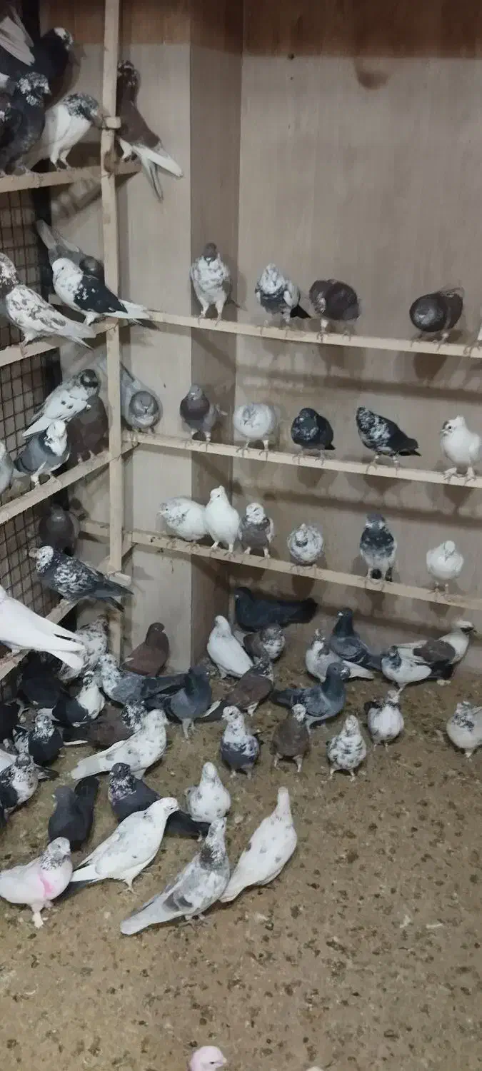 کبوتر|پرنده|نظرآباد, رسالت|دیوار