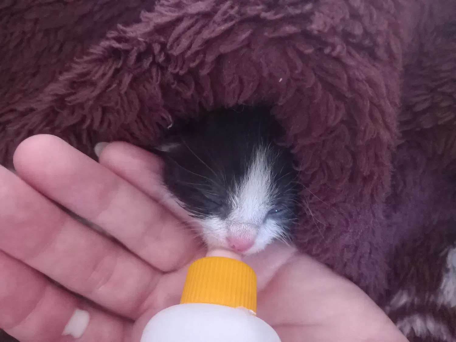 گربه گم‌شده|حیوانات|تبریز, |دیوار