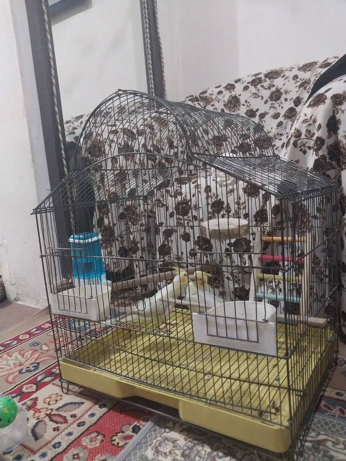 عروس هلندی نروماده|پرنده|کرج, شهرک رضوانیه|دیوار