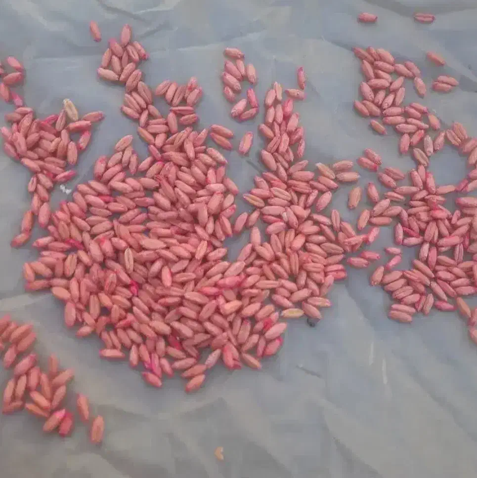 خریدار بذر گندم دیم و جو دیم|خدمات باغبانی و درختکاری|اراک, |دیوار