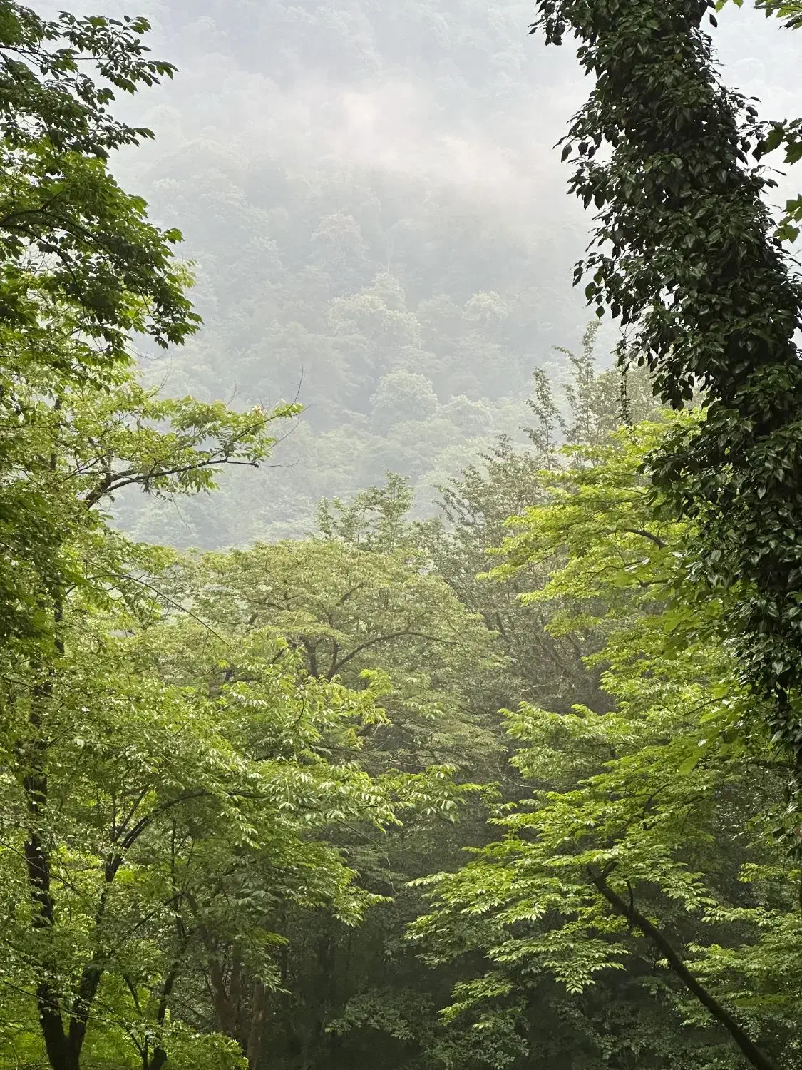 باغ ویلا|فروش خانه و ویلا|زالیان, |دیوار