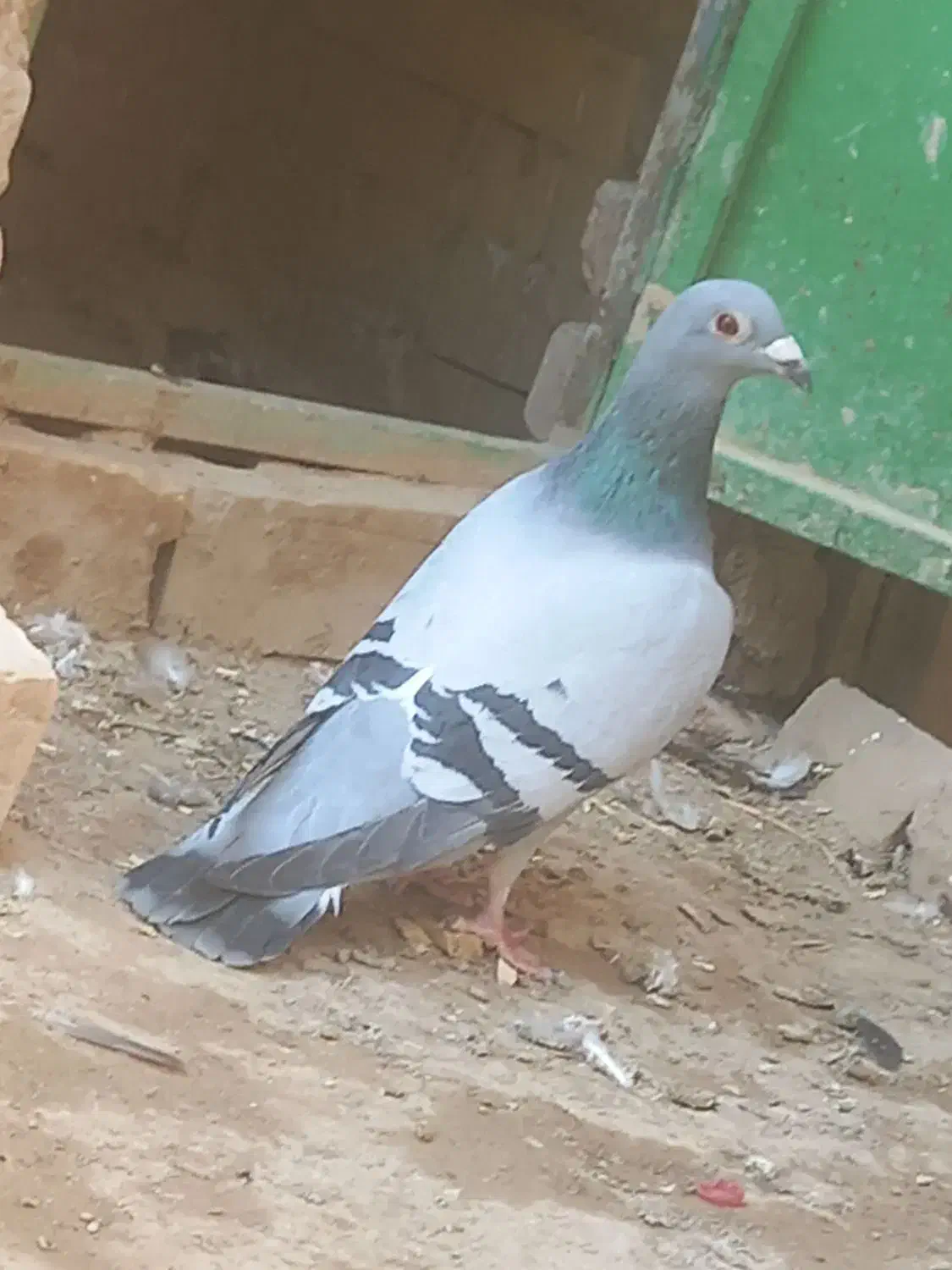 سبز ماده مسافتی آلمانی|پرنده|مشهد, قائم|دیوار