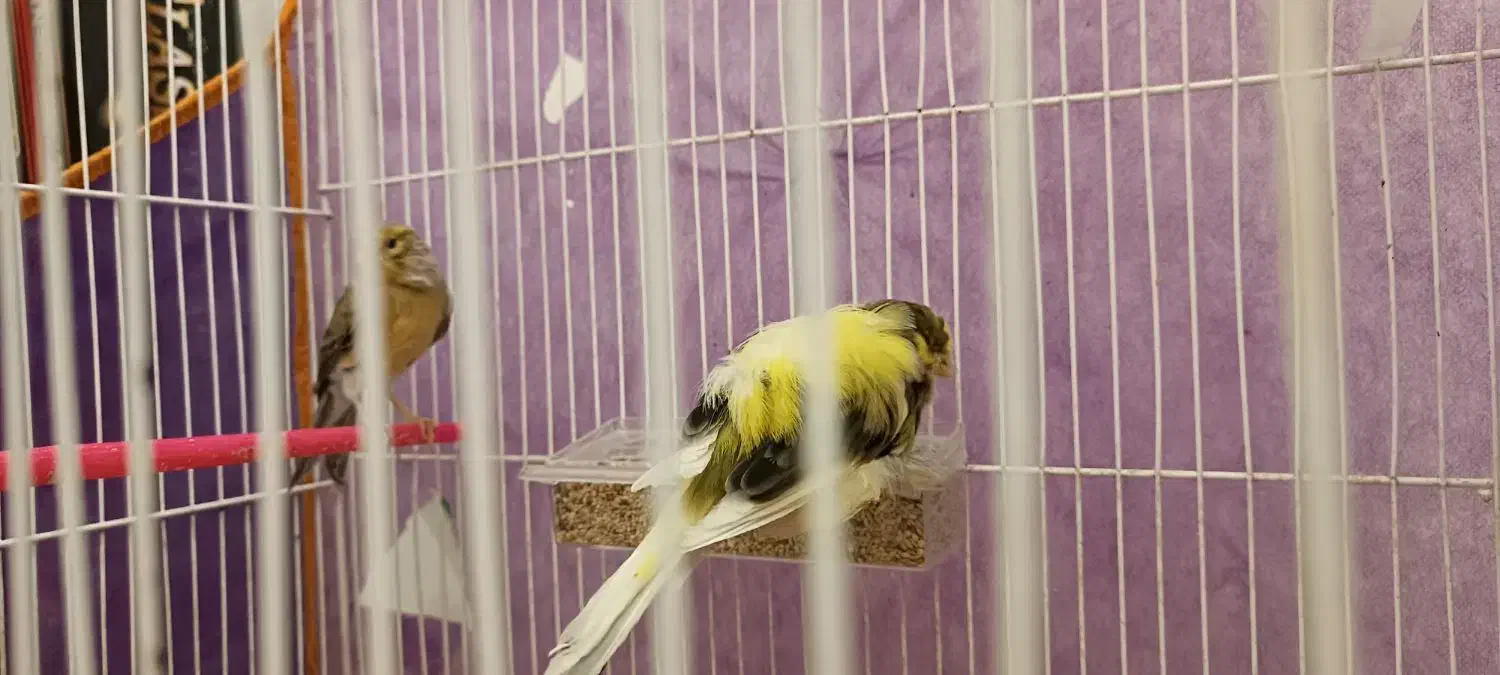 قناری نر|پرنده|تربت‌حیدریه, قائم|دیوار