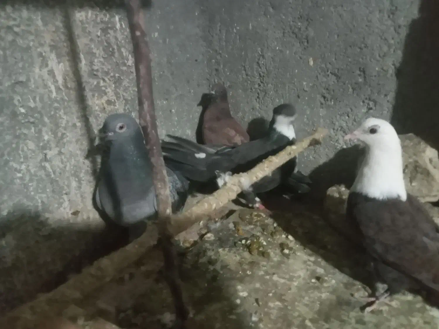 پرنده|پرنده|شیروان (خراسان), |دیوار