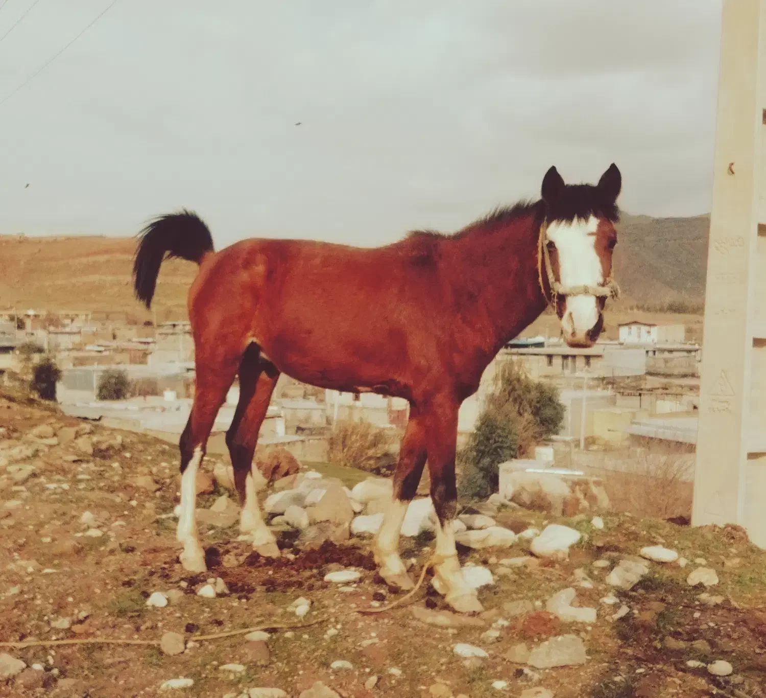 اسب|اسب و تجهیزات اسبسواری|پلدختر, |دیوار