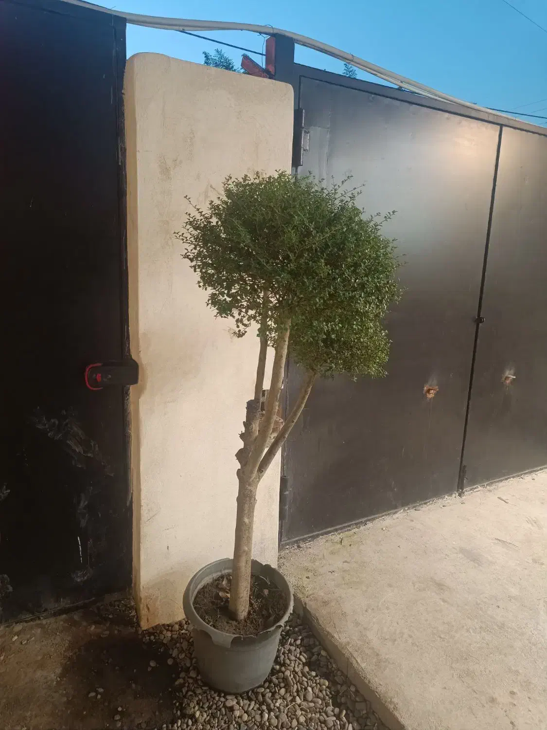 درخت مورد سه شاخه|گل و گیاه طبیعی|لاهیجان, لیالستان|دیوار