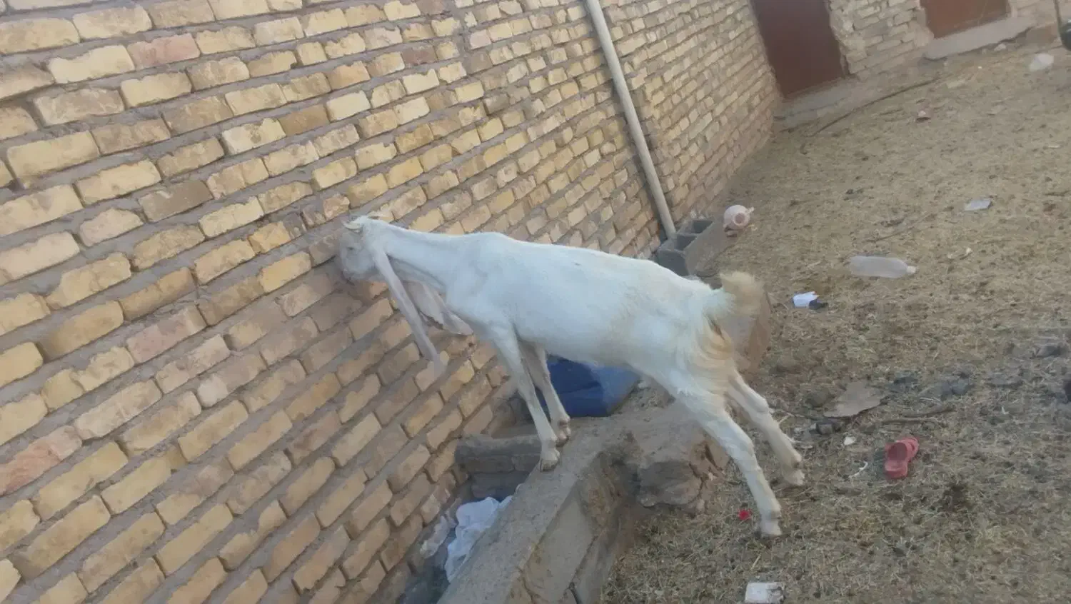 بز پاکستانی گلابی|حیوانات مزرعه|فهرج, |دیوار