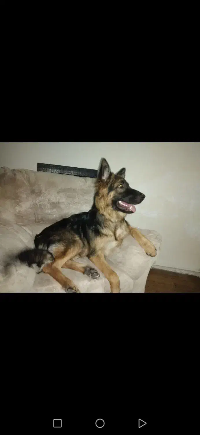 سگ ژرمن گمشده|حیوانات|ارومیه, |دیوار