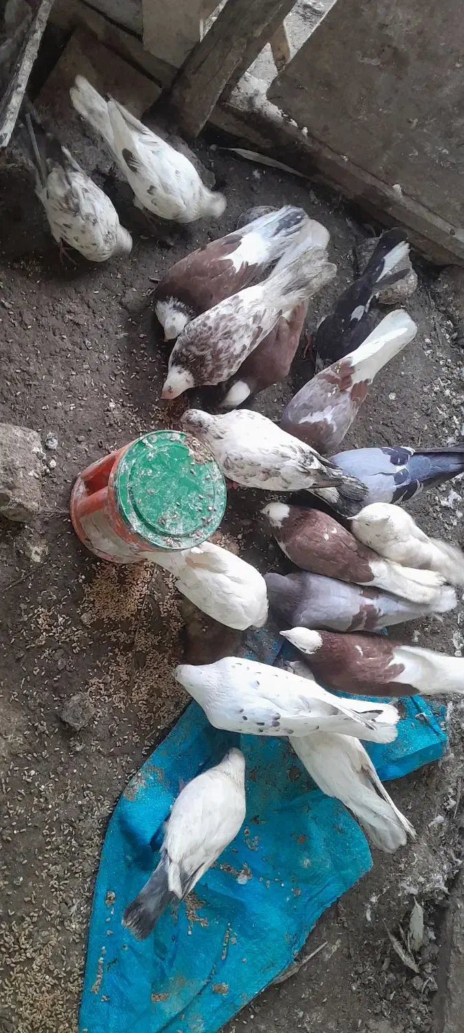 کبوتر|پرنده|بندر ترکمن, |دیوار