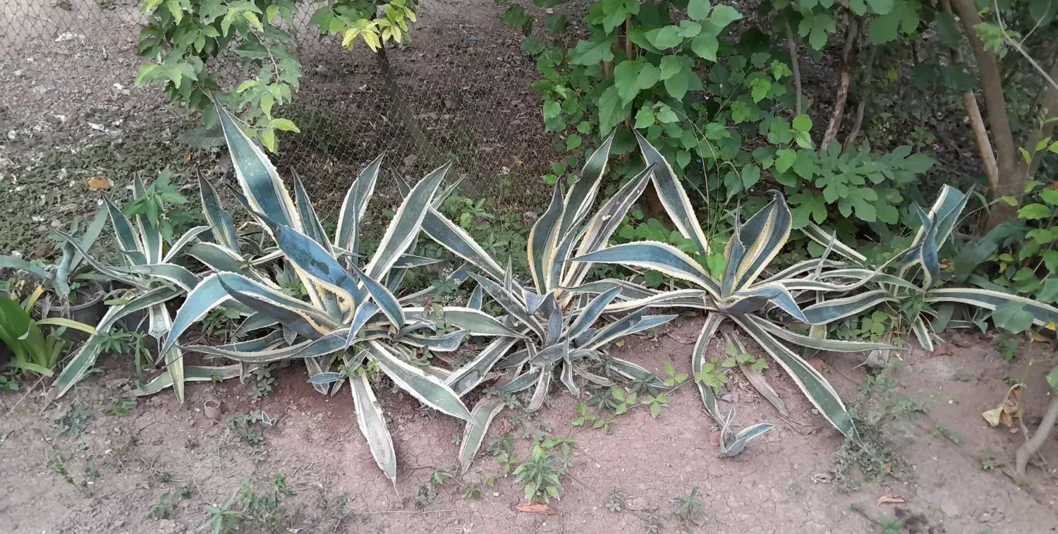 اگاو۲۰۰|گل و گیاه طبیعی|لاهیجان, لاشیدان|دیوار