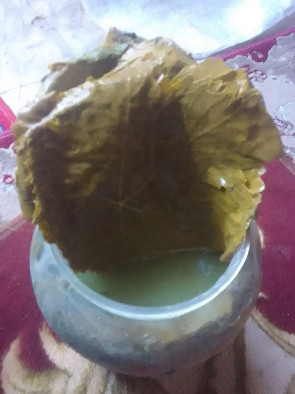برگ مو|خوردنی و آشامیدنی|مشگین شهر, |دیوار