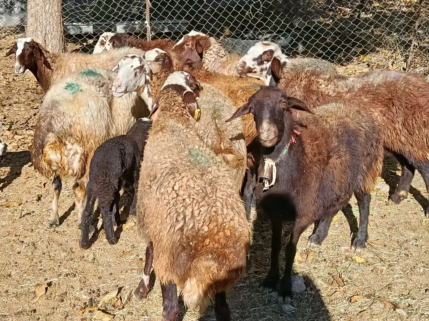 گوسفند داشتی|حیوانات مزرعه|فیروزآباد (لرستان), |دیوار