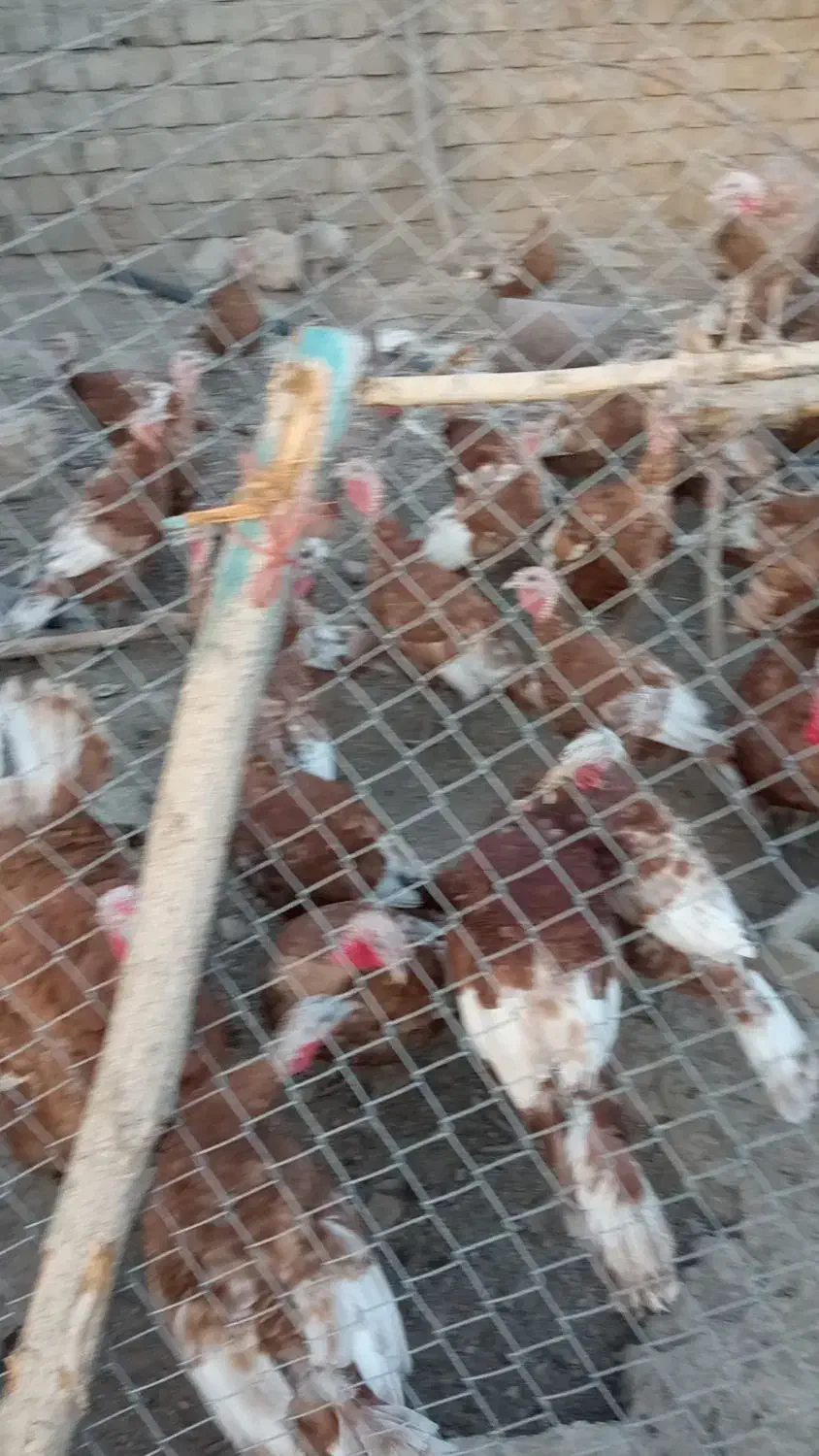 بوقلمون ماده بوربون کاملاً طبیعی ومحلی|حیوانات مزرعه|شاهین دژ, |دیوار