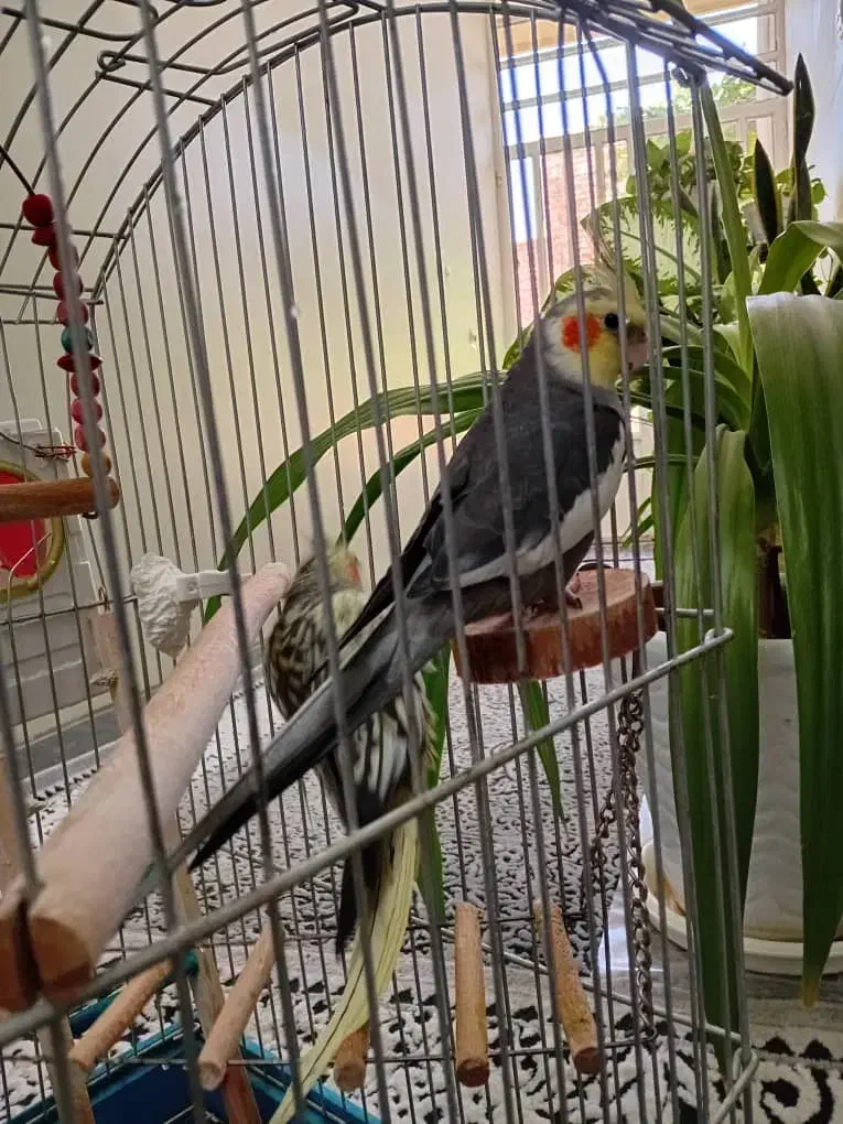 پرنده زینتی|پرنده|زرقان, |دیوار