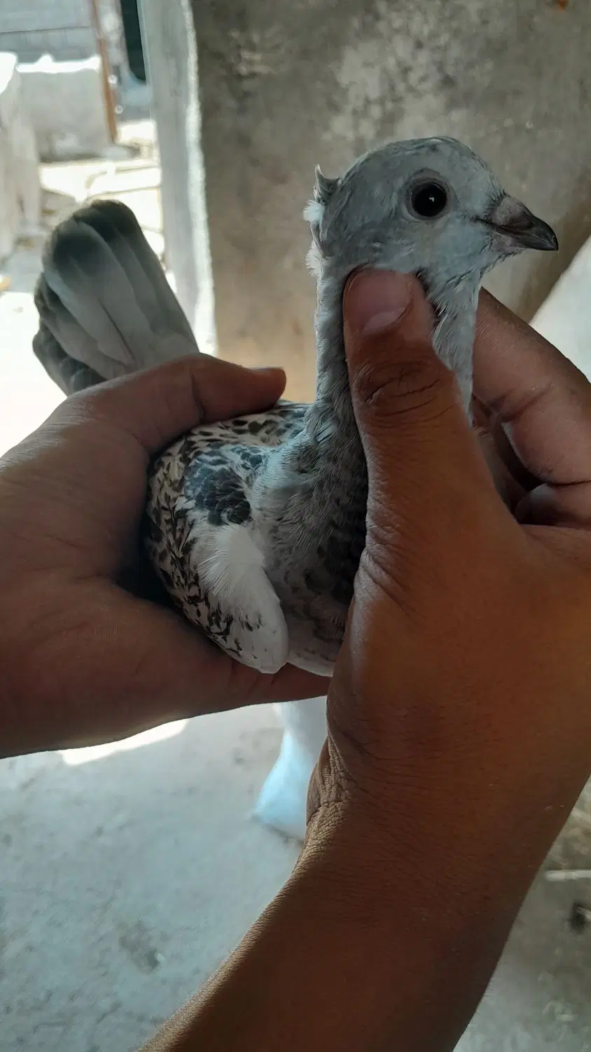 کفتر|پرنده|میان جلگه, |دیوار