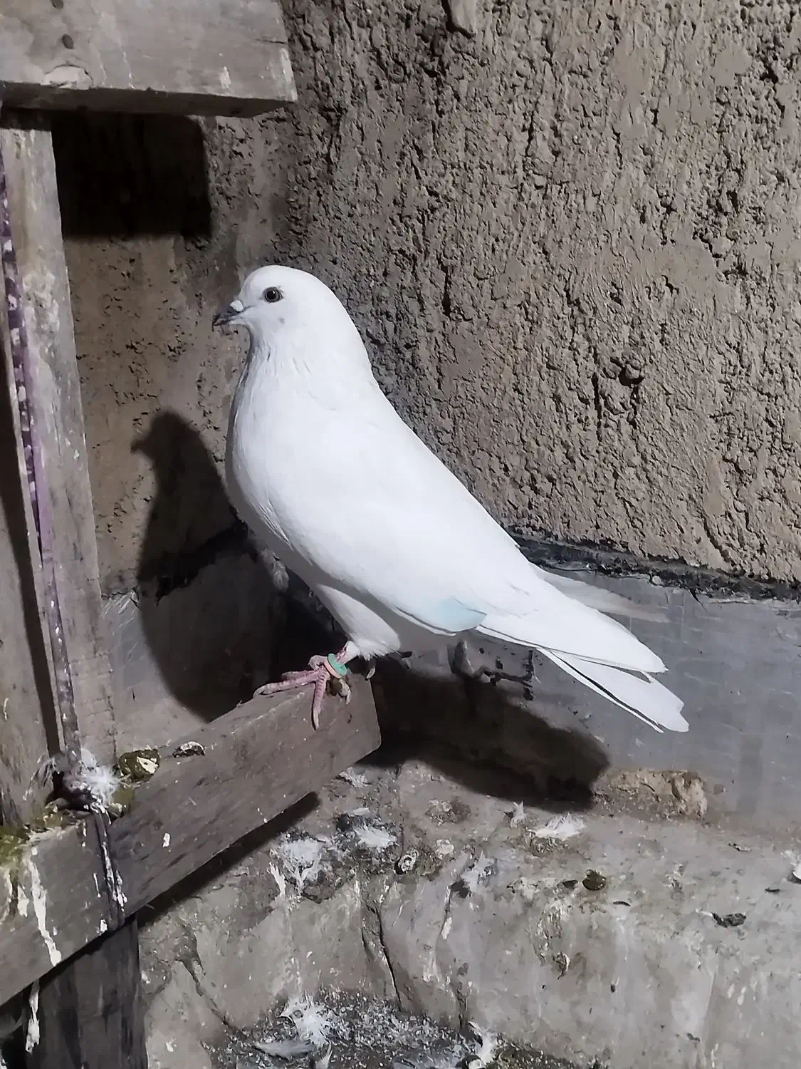 کبوتر گرفتنی سسلی و تهرانی|پرنده|ارومیه, |دیوار