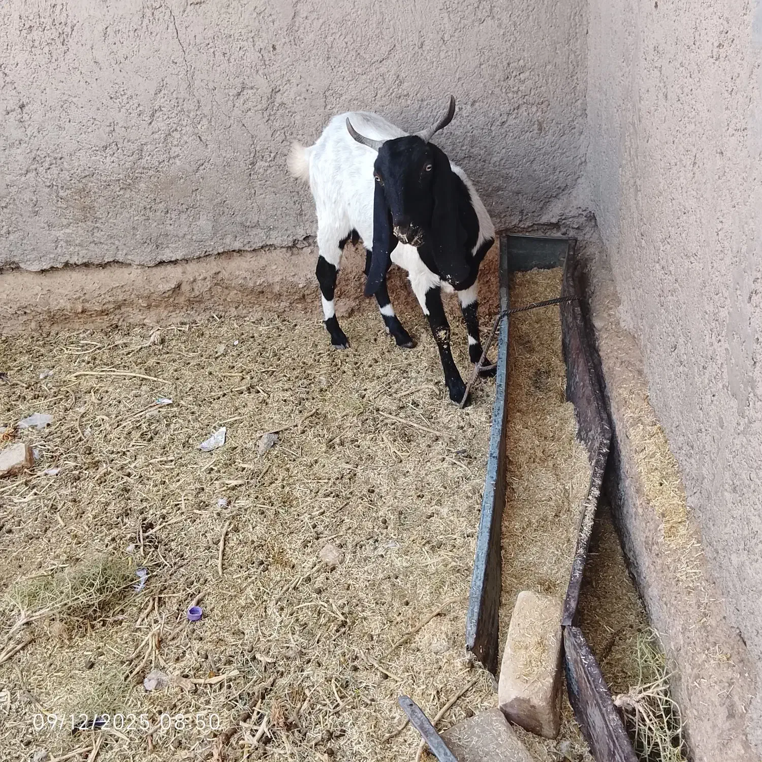 بز مری|حیوانات مزرعه|کرباسک, |دیوار