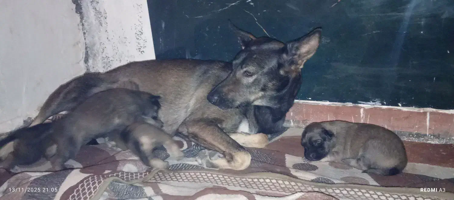 توله سگ مالینویز،|سگ|بندرعباس, |دیوار