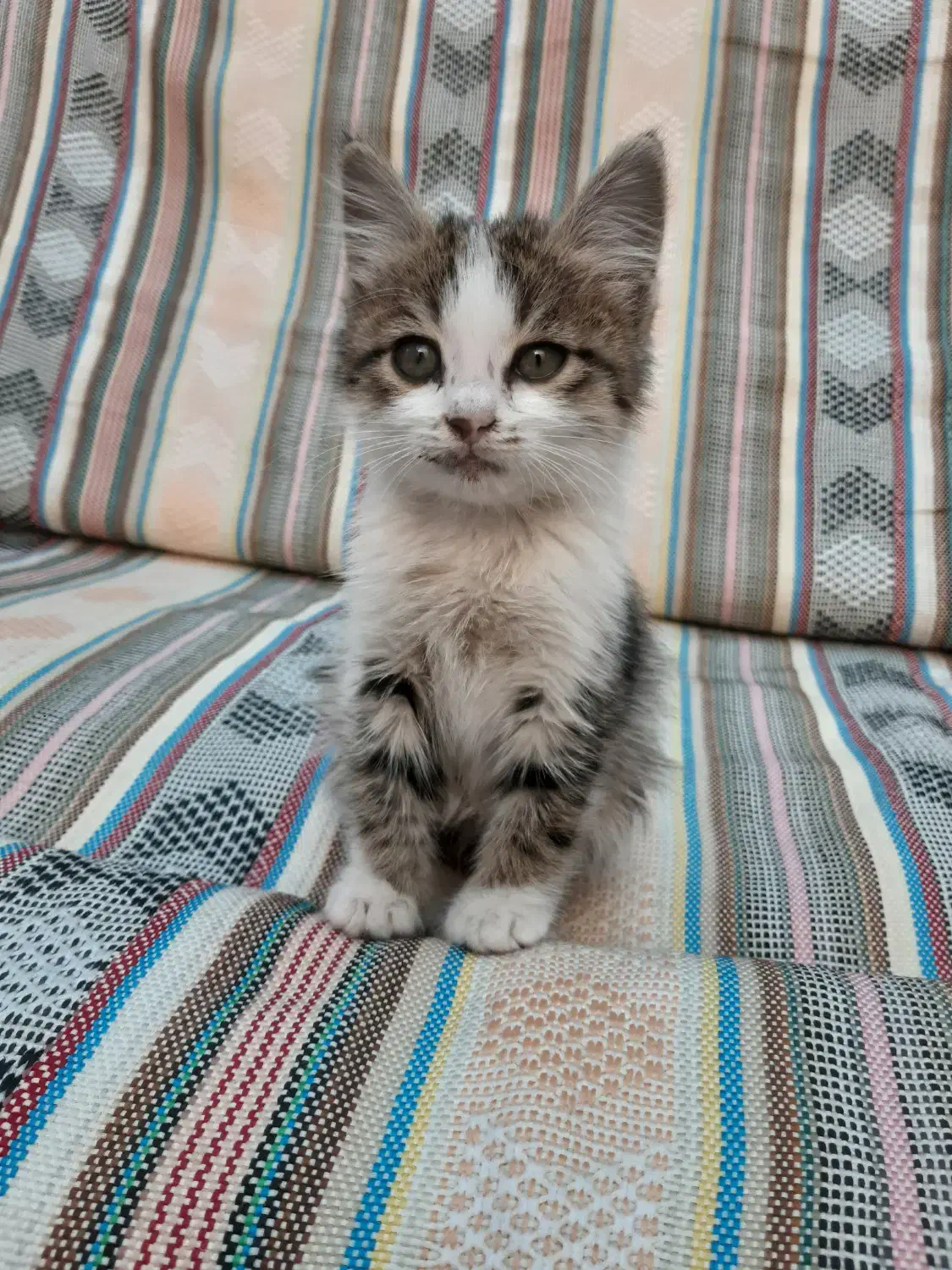 واگذاری حیوان دستی|گربه|قزوین, |دیوار