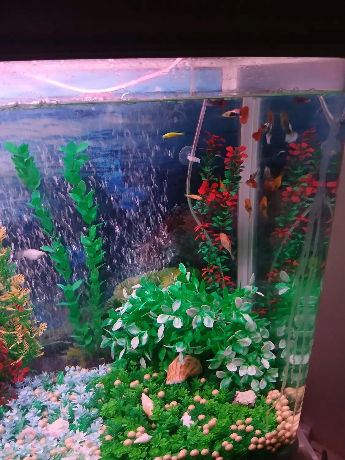 آکواریوم زیبا و با آرامش|ماهی|مشهد, چهارچشمه|دیوار