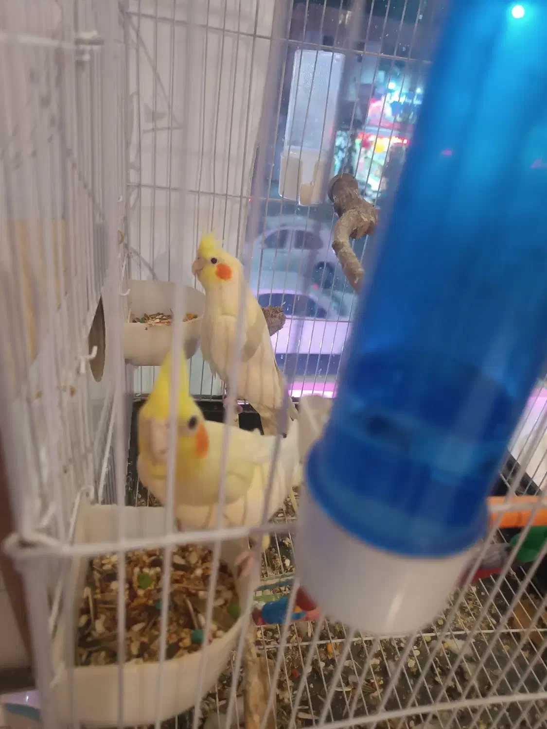 عروس هلندی نروماده باتمام لوازم|پرنده|تربتحیدریه, رجایی|دیوار