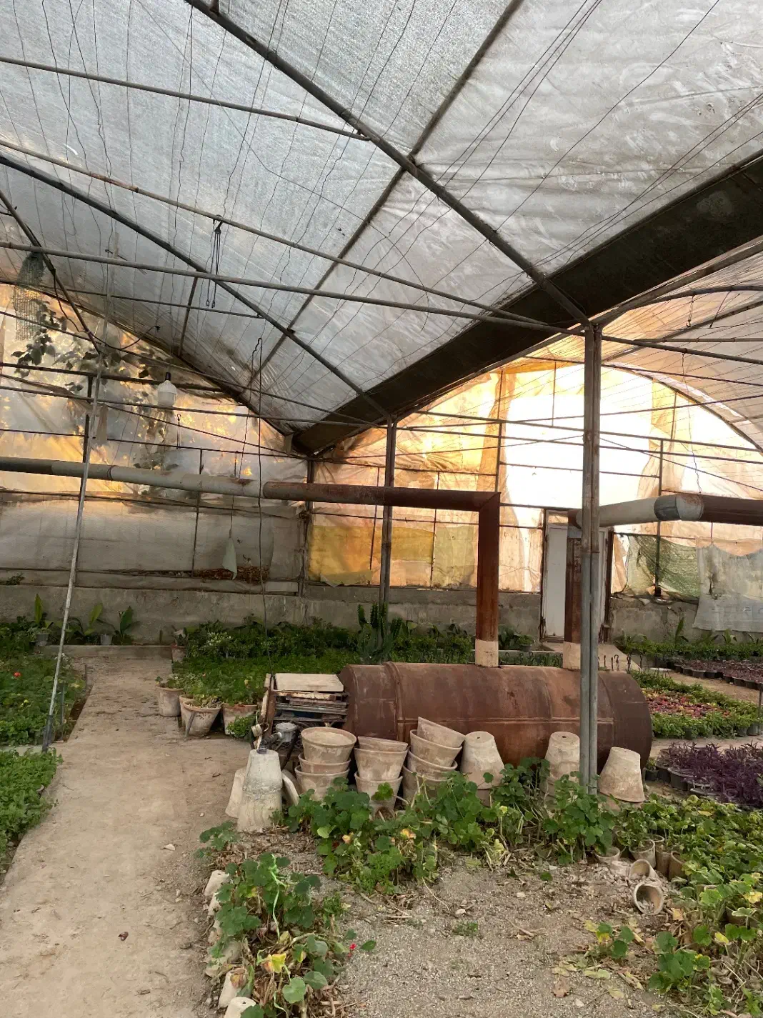 گلخانه|اجارهٔ دفتر صنعتی، کشاورزی، تجاری|تهران, سازمان آب|دیوار