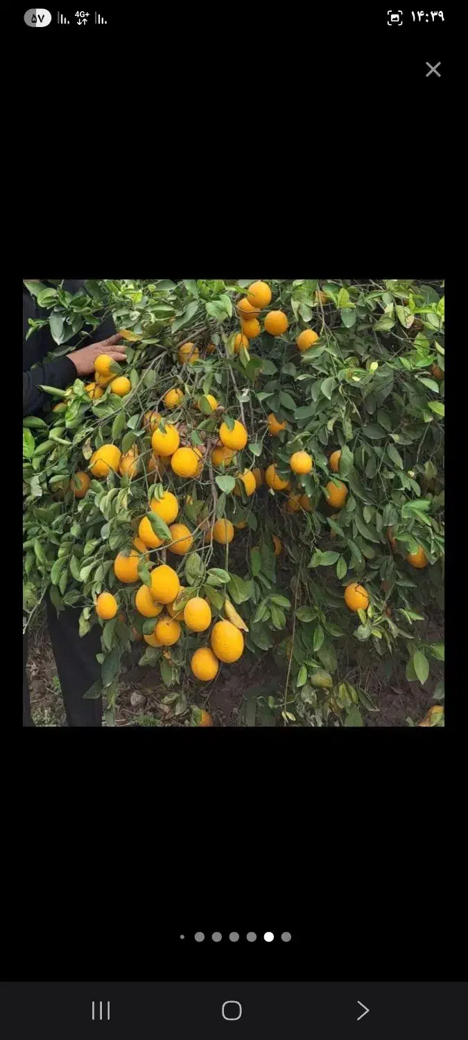 باغچه ۱۰۰۰متری با اب تسویه و برق|فروش زمین و ملک کلنگی|دزفول, |دیوار