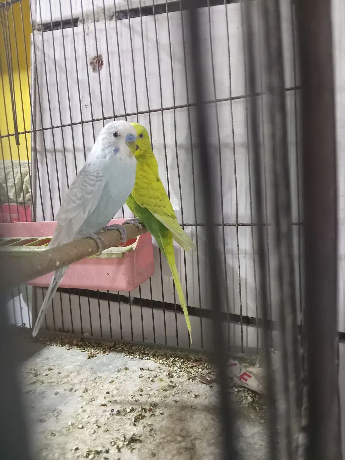 اسپانگل|پرنده|کارون, |دیوار