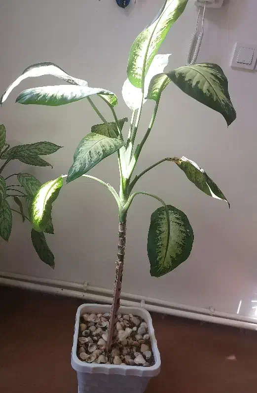 گل انگشتی و گل دیفن باخیا|گل و گیاه طبیعی|مرند, |دیوار