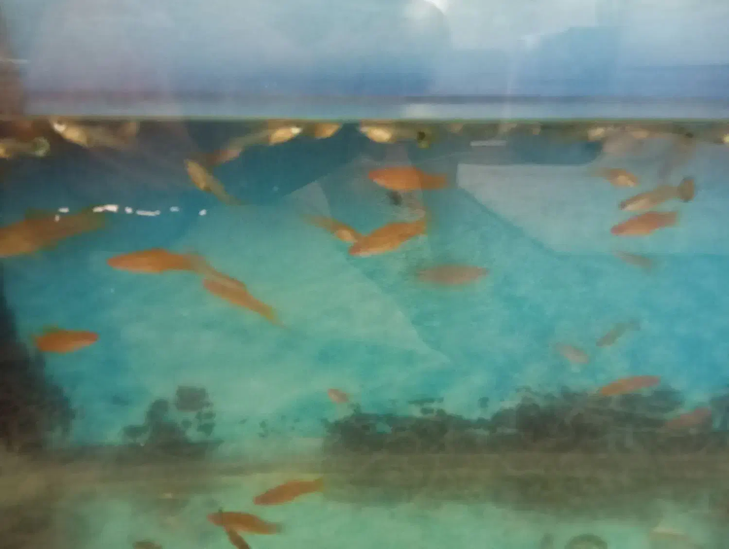 ماهی. گوپی. ماهی دم شمشیری|ماهی|کاشمر, |دیوار