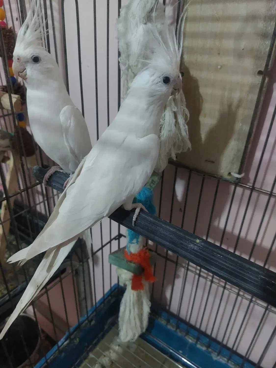 یک جفت عروس هلندی آلبینو|پرنده|فردیس, فردیس|دیوار