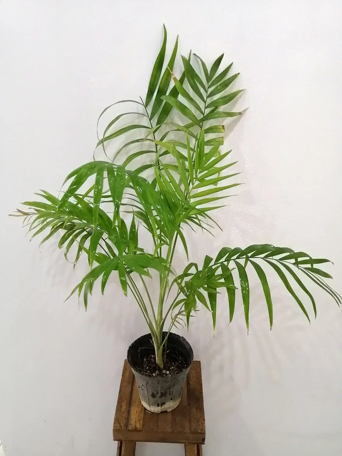 گل های مناسب آپارتمانی|گل و گیاه طبیعی|صدرا-فارس, فاز ۱|دیوار