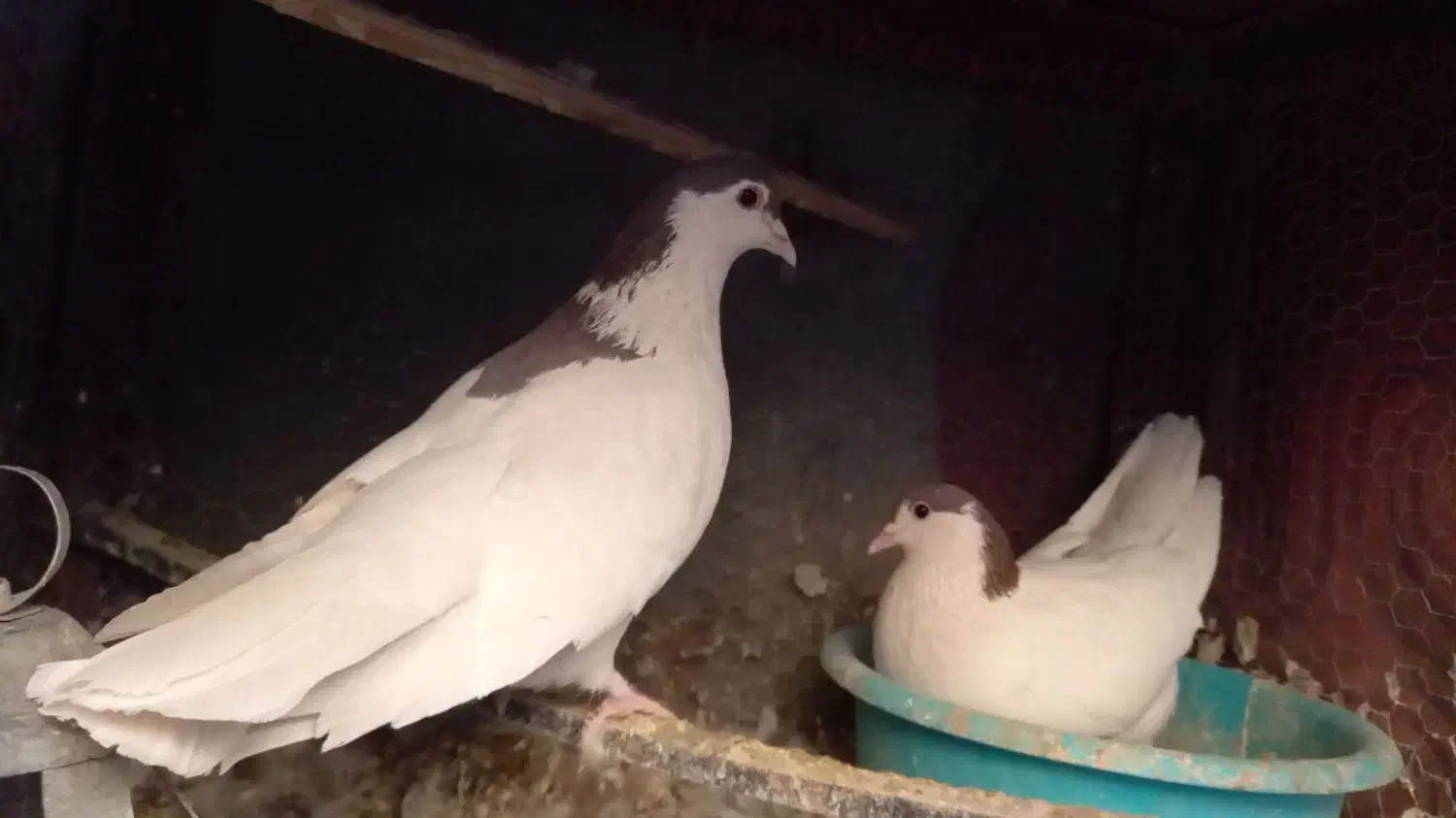 فروش حیوانات خانگی|پرنده|درح, |دیوار