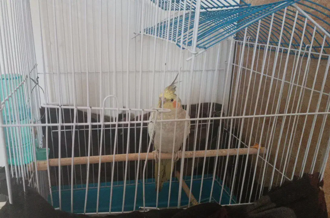 عروس هلندی|پرنده|کیار, |دیوار