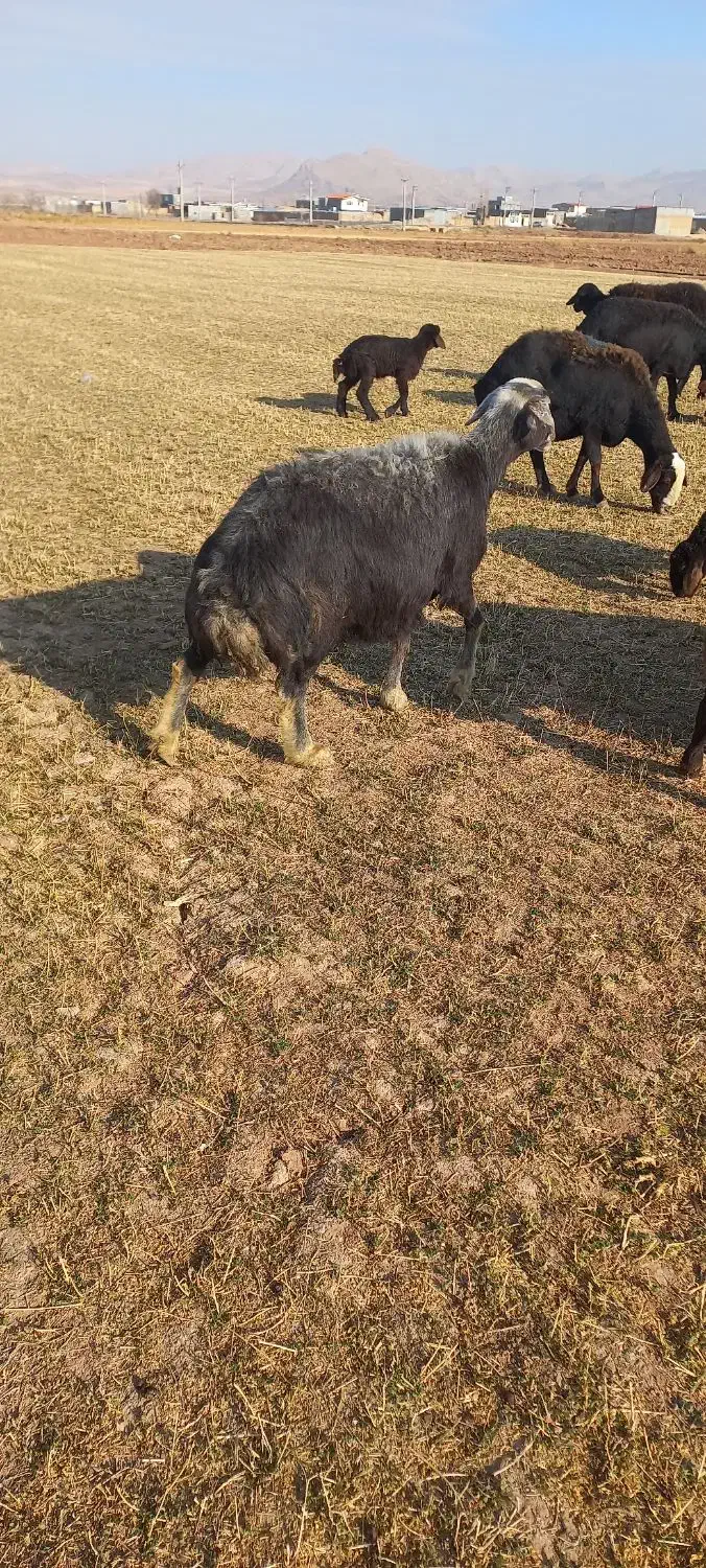 میش|حیوانات مزرعه|قیدار, |دیوار