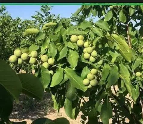 ۳۰۰متر زمین درصمصامی|فروش زمین و ملک کلنگی|صمصامی, |دیوار