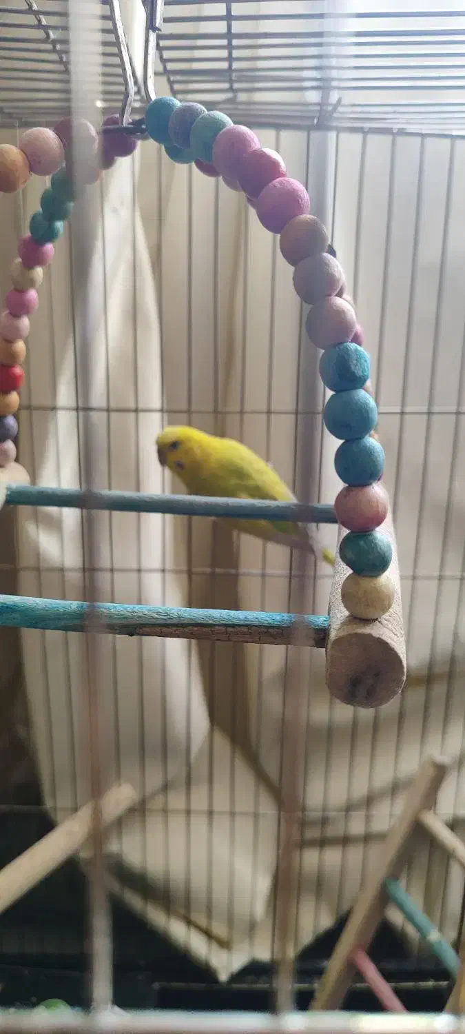 مرغ عشق ماده|پرنده|شیراز, بازار|دیوار