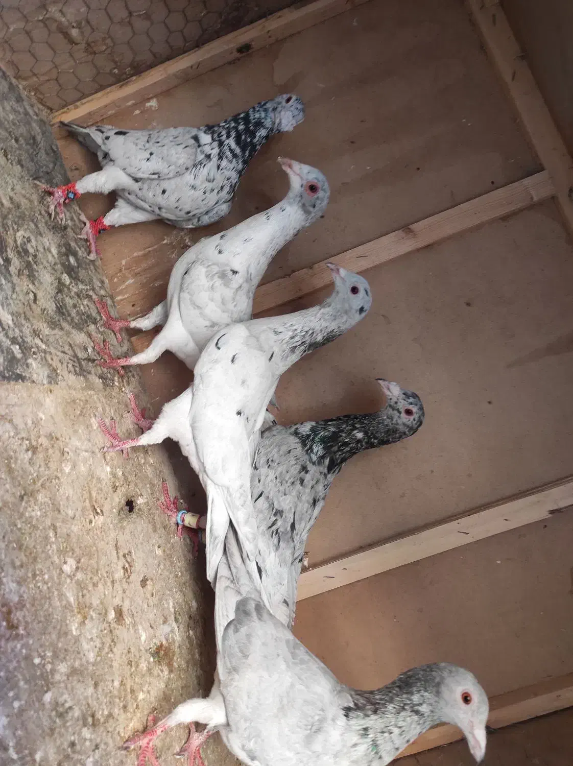 کبوتر طوقی و سار  موقعیت بجنورد|پرنده|بجنورد, |دیوار